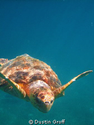 I made a new friend off the coast of Placencia, Belize. by Dustin Groff 